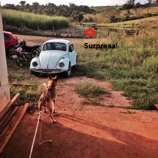 CHICO FOI NA ROÇA E PERDEU A CARROÇA?