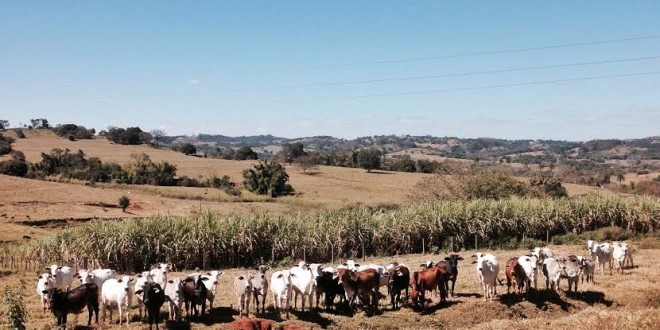 O DIA EM QUE DESCOBRI QUE SOU UMA VACA, DAS PODEROSAS.