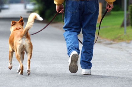 UM PASSEIO COM FRANCISCO